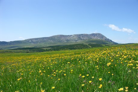 Blumen gelb 005 Kopie Sommer