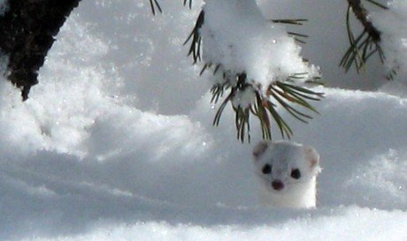 Marder im Schnee 460x272 Winter